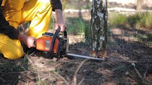 Trusted Brewster, OH Tree Removal and Landscaping Services Experts